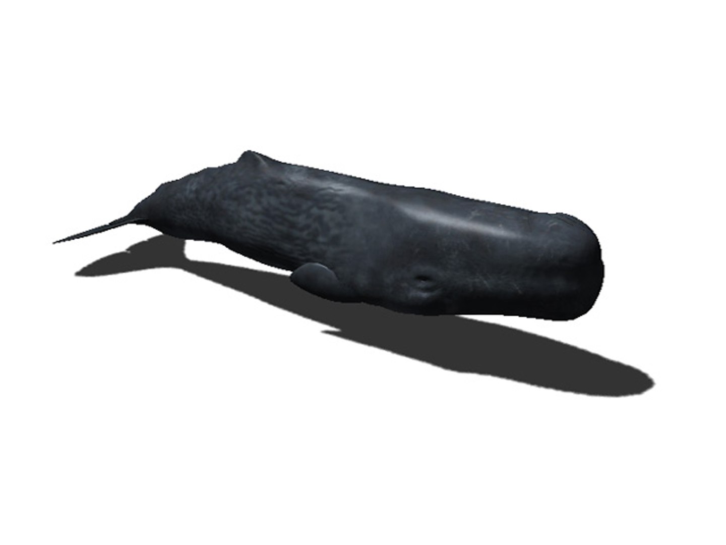 3d rigged sea animals https://p.turbosquid.com/ts-thumb/iA/t1ALqr/Vfm9hmaV/sperm_whale/jpg/1403768558/1920x1080/fit_q87/47e6ba49159cb542e2a01b31cd8d21756cbc080e/sperm_whale.jpg