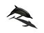 Rigged Sea Animals