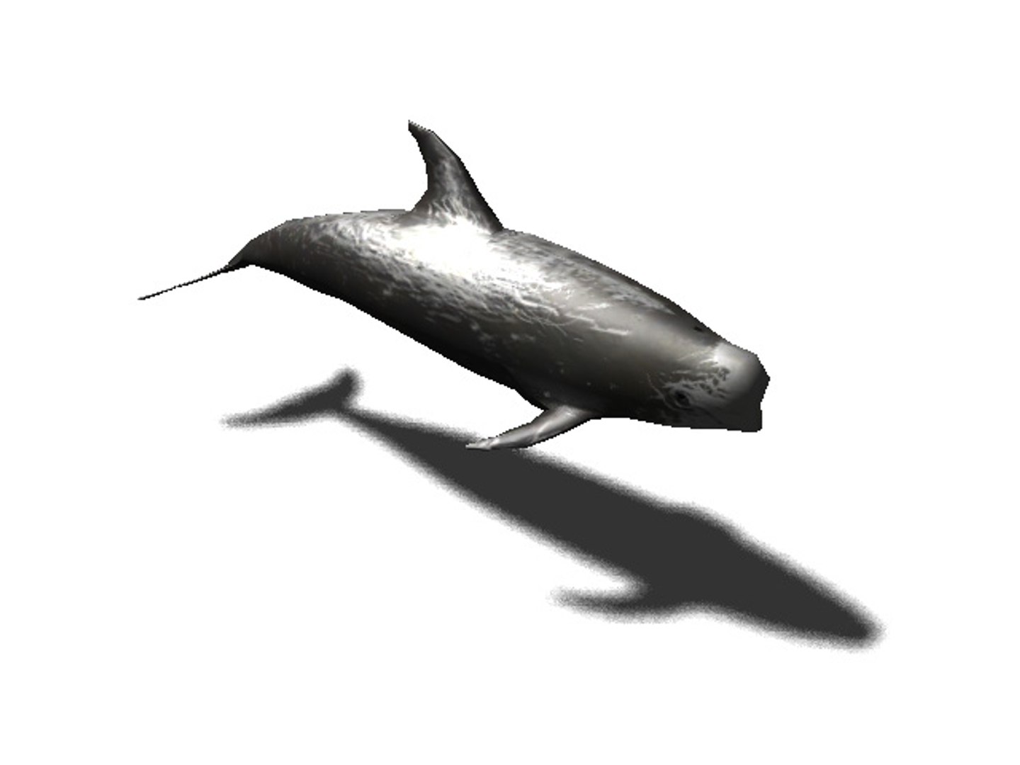 3d rigged sea animals https://p.turbosquid.com/ts-thumb/iA/t1ALqr/fgTdp5QX/risso_dolphin/jpg/1403768558/1920x1080/fit_q87/64e1dd9b6f2abe02c1d3b842bef2c5de38ea1c52/risso_dolphin.jpg
