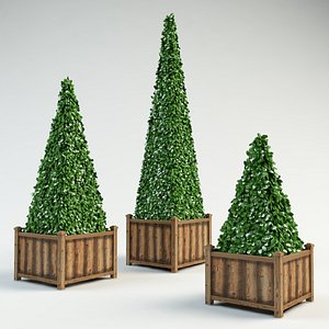 3d pyramidal boxwood shrubs