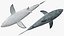 Great White Shark Fish Rigged model