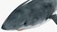Great White Shark Fish Rigged model