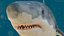 Great White Shark Fish Rigged model