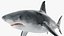 Great White Shark Fish Rigged model