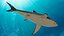 Great White Shark Fish Rigged model