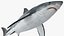 Great White Shark Fish Rigged model