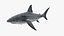 Great White Shark Fish Rigged model