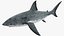 Great White Shark Fish Rigged model