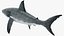Great White Shark Fish Rigged model