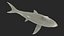 Great White Shark Fish Rigged model