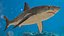Great White Shark Fish Rigged model