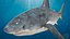 Great White Shark Fish Rigged model