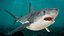 Great White Shark Fish Rigged model