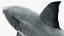Great White Shark Fish Rigged model
