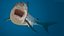 Great White Shark Fish Rigged model