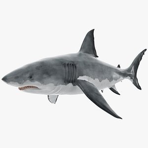 Great White Shark Fish Rigged model