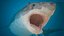 Great White Shark Fish Rigged model
