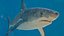 Great White Shark Fish Rigged model