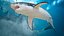 Great White Shark Fish Rigged model