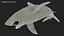 Great White Shark Fish Rigged model