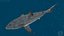 Great White Shark Fish Rigged model