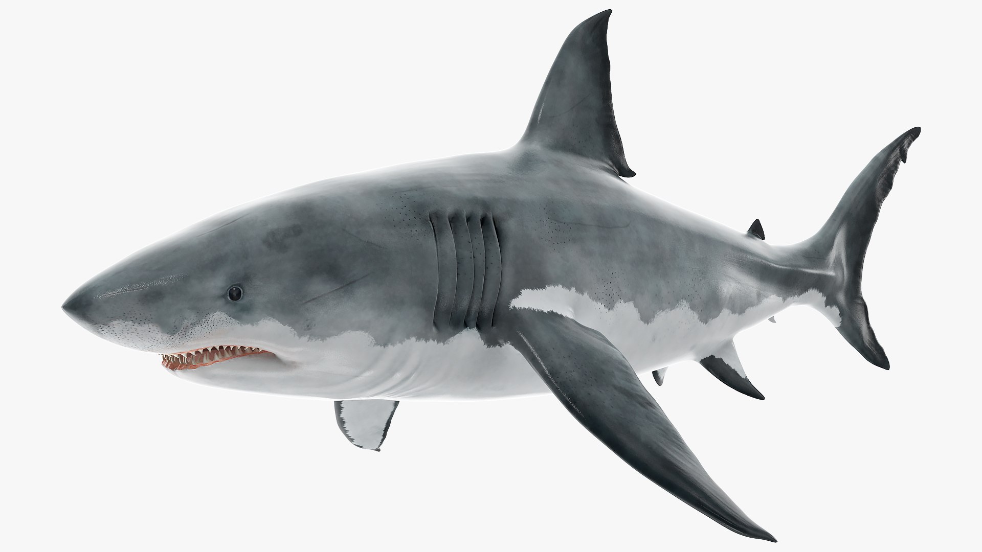 Great White Shark Fish Rigged model https://p.turbosquid.com/ts-thumb/iA/w3QYku/sI/greatwhitesharkfishrigged3dmodel001/jpg/1639572792/1920x1080/fit_q87/5c3345810a412b26da129f79a6f2b55dfccf26f3/greatwhitesharkfishrigged3dmodel001.jpg