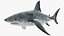 Great White Shark Fish Rigged model