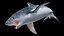 Great White Shark Fish Rigged model