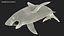 Great White Shark Fish Rigged model