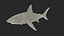 Great White Shark Fish Rigged model