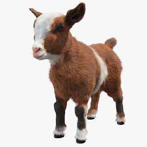 Red Baby Goat model