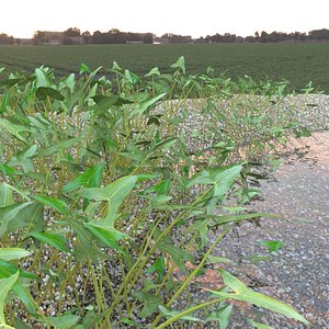 pond arrowhead plant model