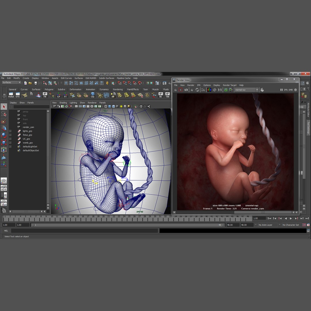 Rigged Fetus 3d Obj