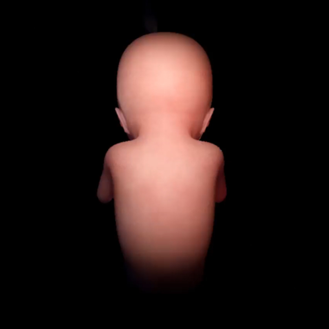 Rigged Fetus 3d Obj