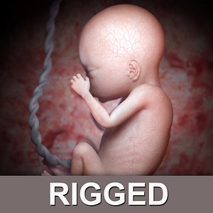 Fetus (Rigged)