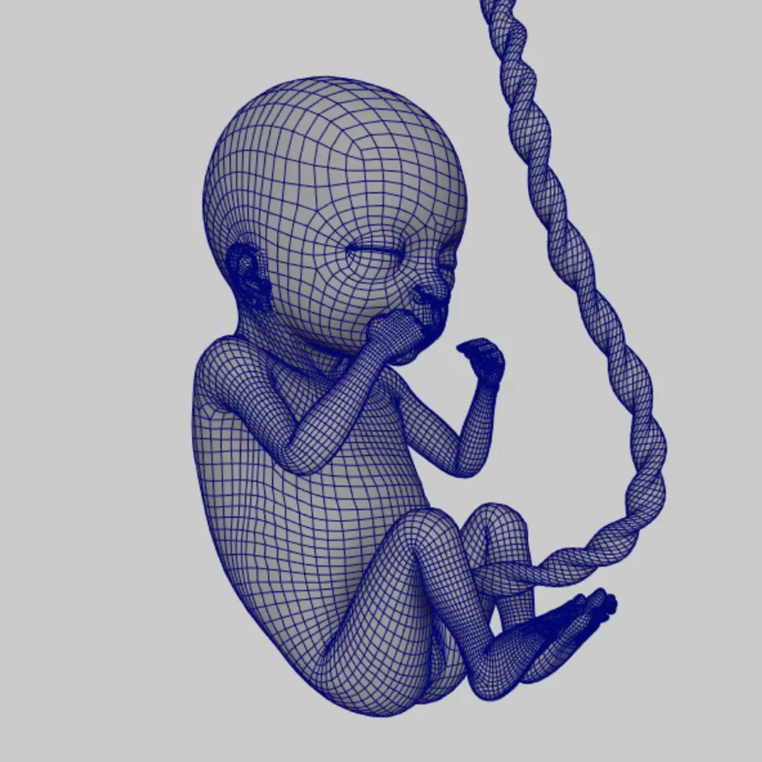 Rigged Fetus 3d Obj