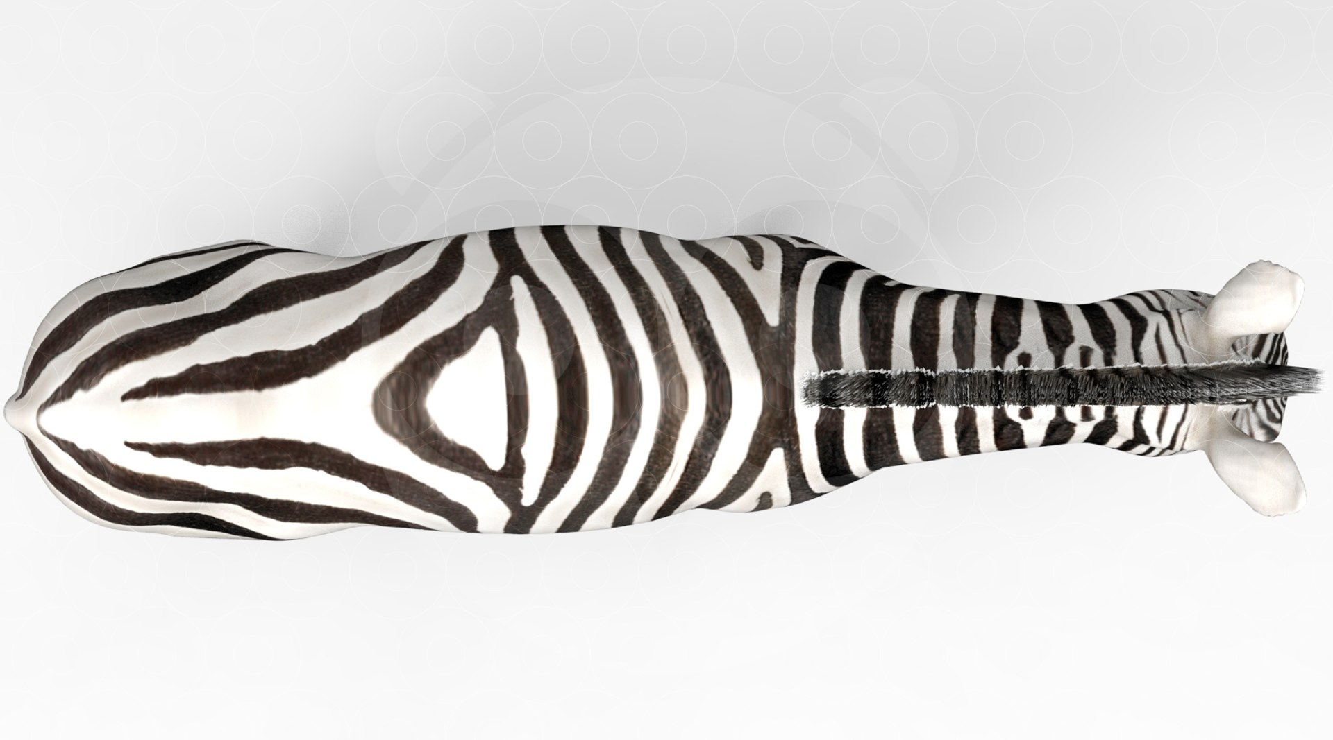 Zebra 3D Model - TurboSquid 2110130