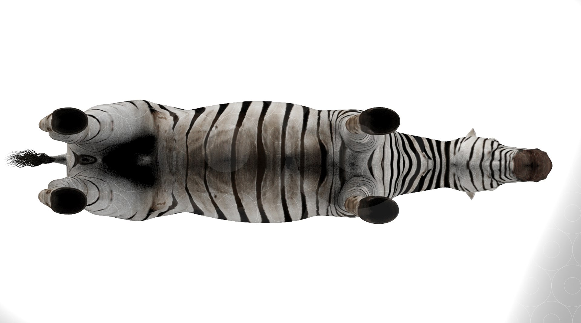 Zebra 3D Model - TurboSquid 2110130