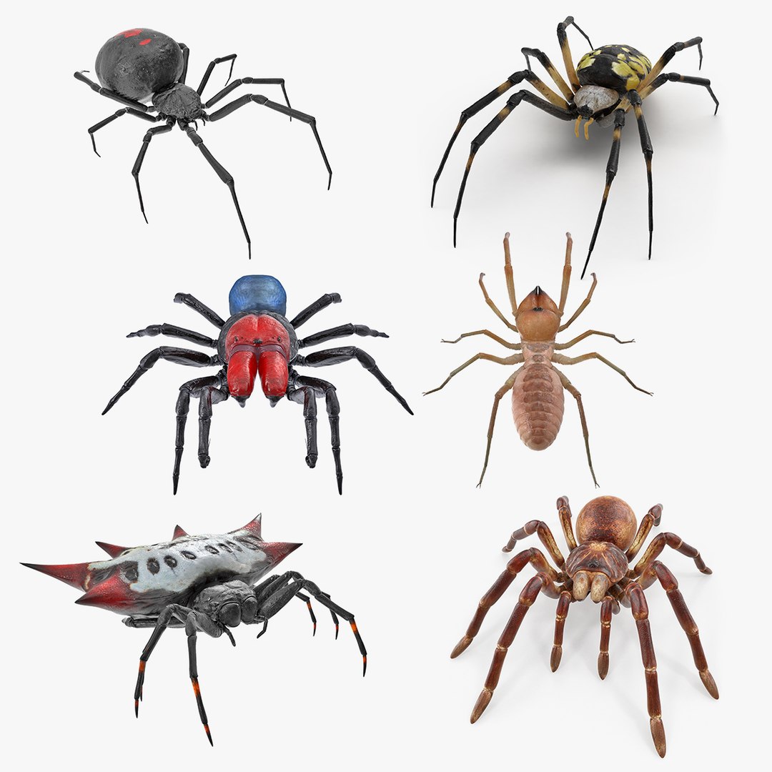 Spiders 3D Models Collection 2 3D model preview