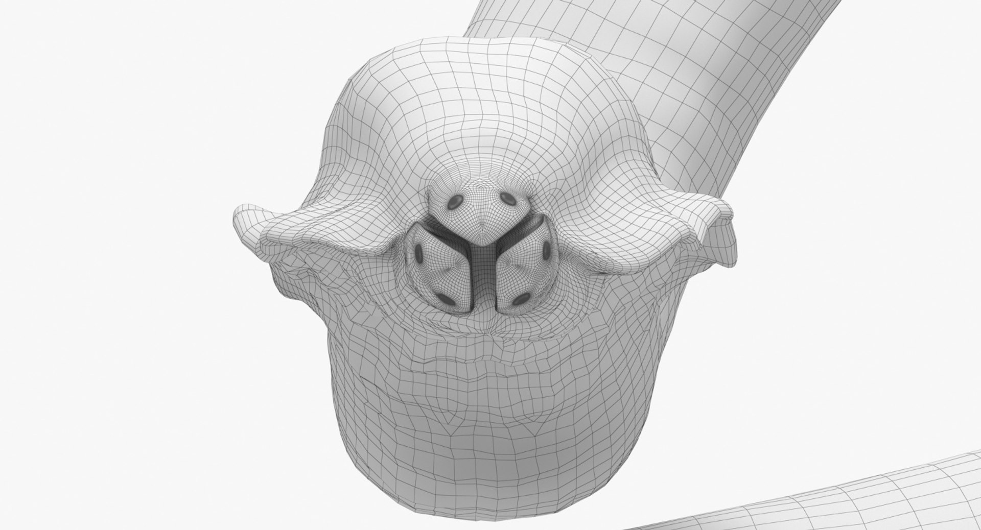 Roundworm Worm 3D Model - TurboSquid 1348674