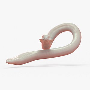 roundworm worm 3D model