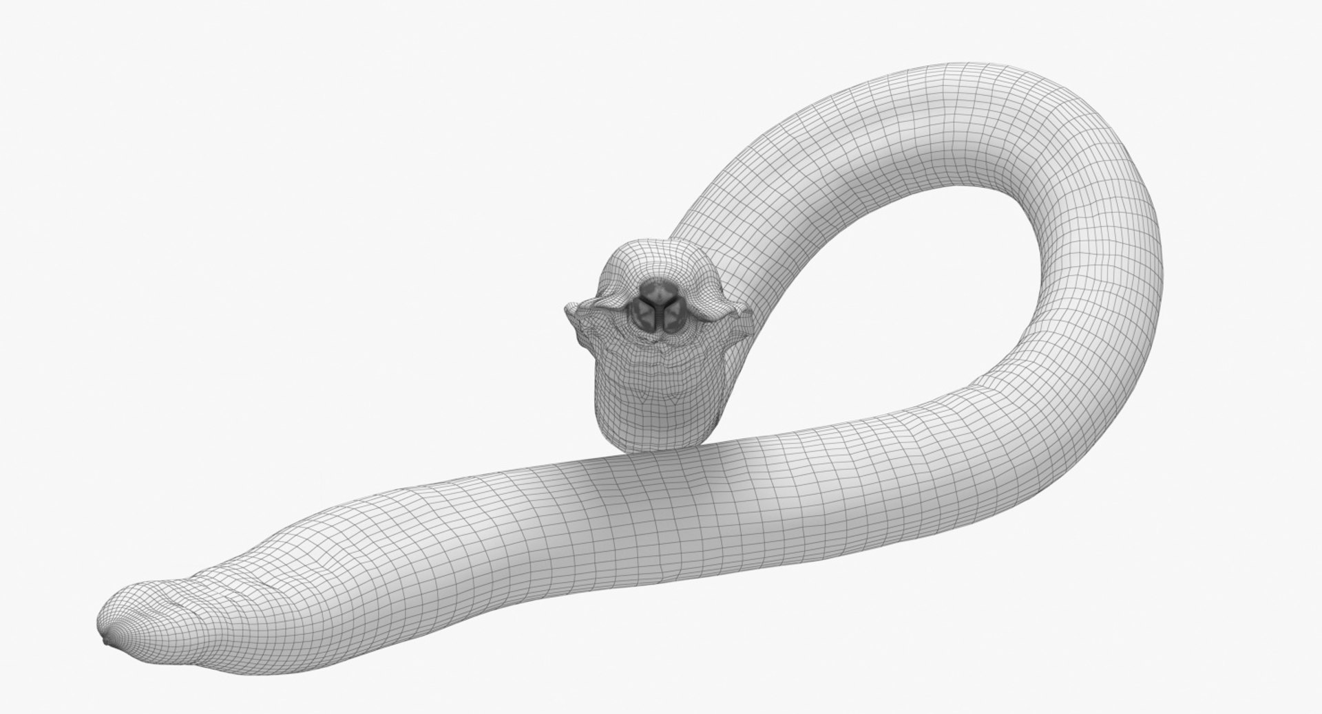Roundworm Worm 3D Model - TurboSquid 1348674