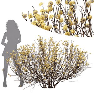 New Plant Highdetail Edgeworthia Chrysantha Paperbush Bush 3D model