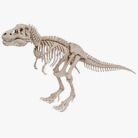 Tyrannosaurus Rex Skeleton 01 b