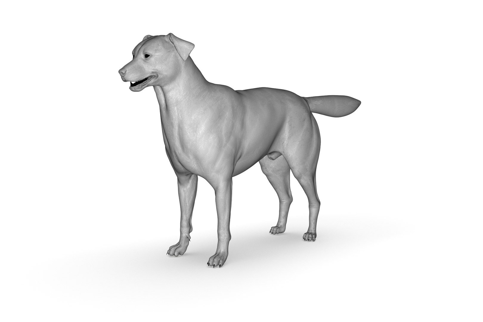 3D Border Collie https://p.turbosquid.com/ts-thumb/iB/hu1om4/l9/render_20/jpg/1712494448/1920x1080/fit_q87/7ca5a99dbd81162b4ab6a871b8ee7b5182f247d5/render_20.jpg