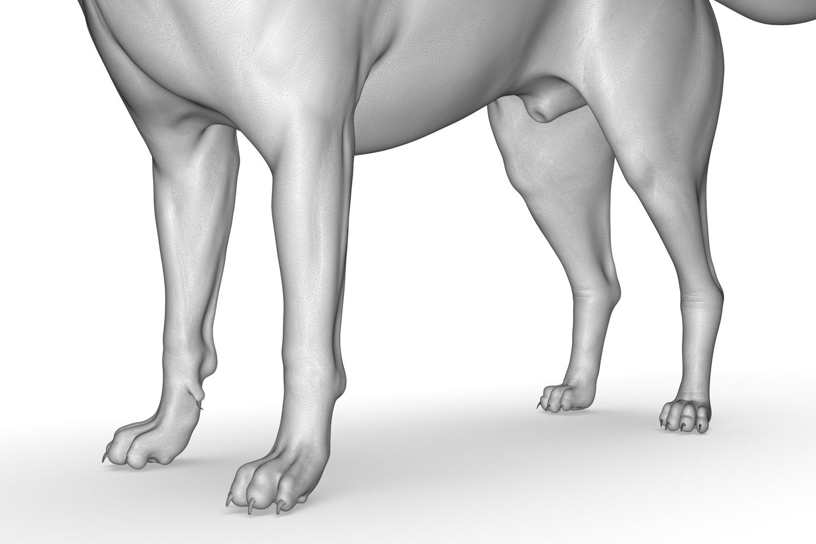 3D Border Collie https://p.turbosquid.com/ts-thumb/iB/hu1om4/wX/render_22/jpg/1712494450/1920x1080/fit_q87/39c6d73abf1e19696f9776659f72b9d2d34bbb37/render_22.jpg