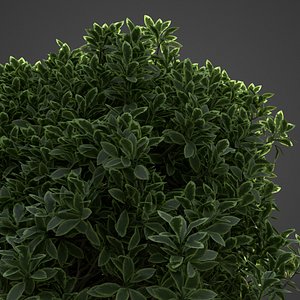 2021 PBR Golden Privet Collection - Ligustrum Ovalifolium1