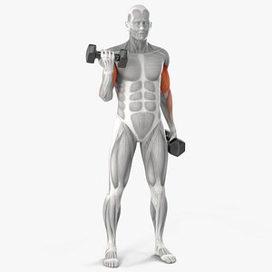 Male Muscular System Biceps Curls Animated Rigged for Cinema 4D