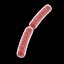 3D model bacteria bacillus