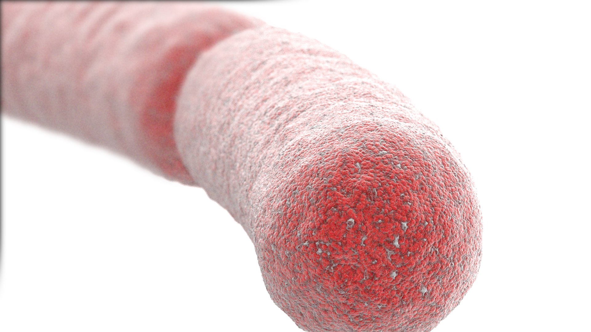 3D Model Bacteria Bacillus - TurboSquid 1678802